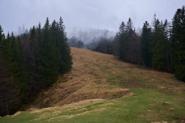 Dağlarda yağmurlu bir günde sislerin içinde çam ormanları ve çayırlar.