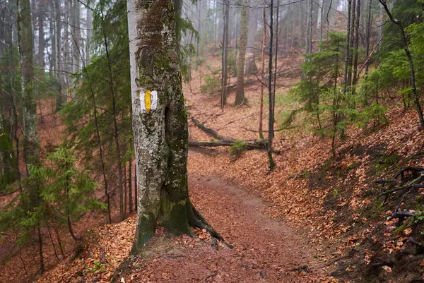비오는 나무가있는 숲에서 하이킹 트레일 로열티 프리 스톡 사진