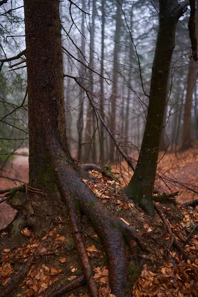 비오는 나무가있는 숲에서 하이킹 트레일 스톡 사진