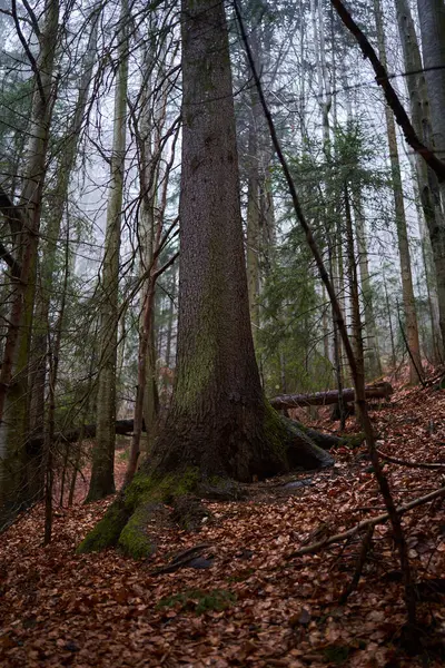 Yağmurlu Bir Günde Büyük Çam Ağaçları Olan Bir Ormanda Yürüyüş Telifsiz Stok Imajlar