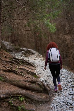 Sırt çantalı bir kadın dağdaki çam ormanında yürüyüş yapıyor.