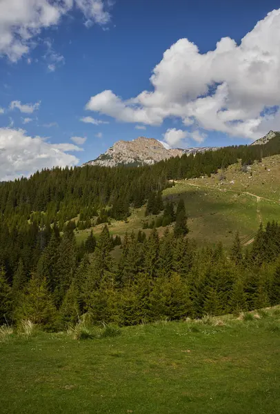 Rocky Mountain Peaks Hills Covered Pine Forests Fotos De Stock Sin Royalties Gratis