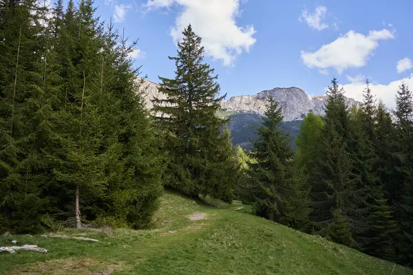 有阿尔卑斯山和松树林的夏季山地景观 免版税图库图片