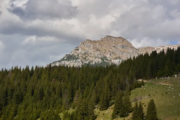 Góry Sosnowy Las Niebem Puszystymi Chmurami Wczesny Letni Krajobraz Zdjęcie Stockowe