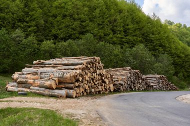 Ormanda büyük bir kayın ağacı yığını, ağaç kesme endüstrisi.