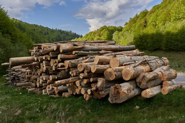 Grande Pile Bois Hêtre Dans Forêt Industrie Abattage Des Arbres Photos De Stock Libres De Droits