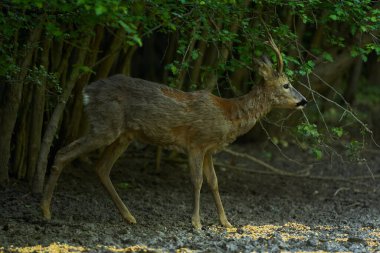 Yaşlı Roebuck yazın başında ormanda besleniyor.