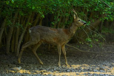 Yaşlı Roebuck yazın başında ormanda besleniyor.