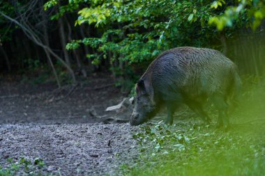 Dominant boar wild hog, feral pig, with tusks in the forest feeding clipart