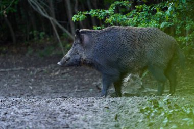 Yaban domuzu, vahşi domuz, ormandaki dişleriyle besleniyor.