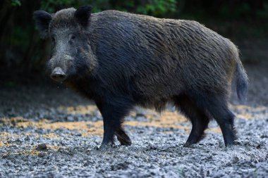 Yaban domuzu, vahşi domuz, ormandaki dişleriyle besleniyor.
