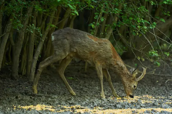 Yaşlı Roebuck yazın başında ormanda besleniyor.
