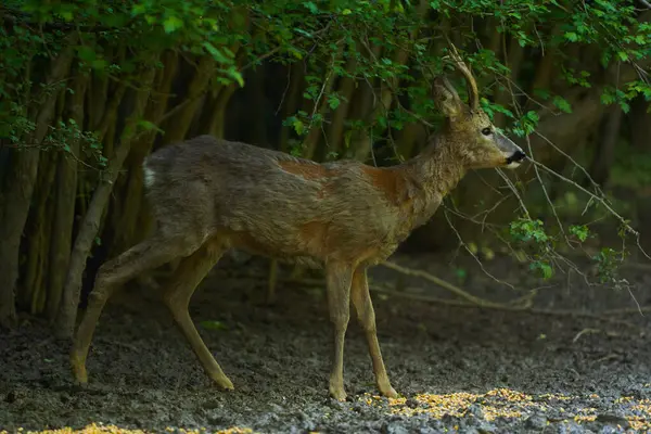 Old Roebuck Feeding Forest Early Summer — Foto Stock
