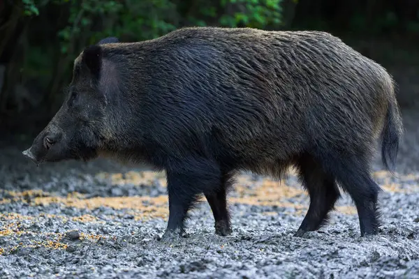 Dominant Boar Wild Hog Feral Pig Tusks Forest Feeding — Stockfoto