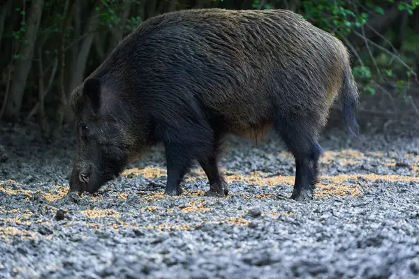 Dominant Boar Wild Hog Feral Pig Tusks Forest Feeding — Foto Stock
