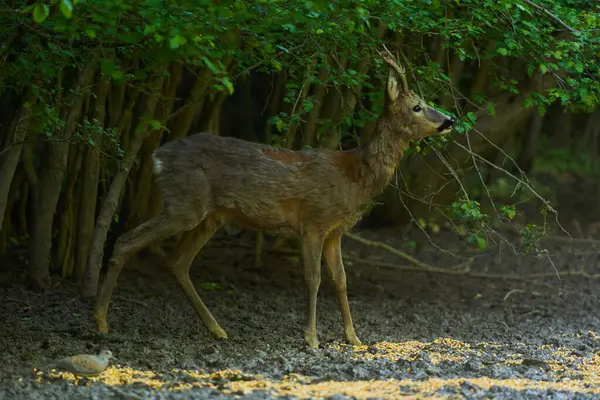 Old Roebuck Feeding Forest Early Summer Imagens Royalty-Free