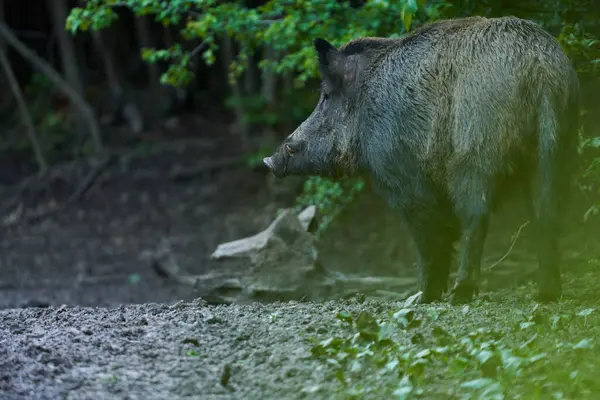 Dominant Boar Wild Hog Feral Pig Tusks Forest Feeding รูปภาพสต็อก