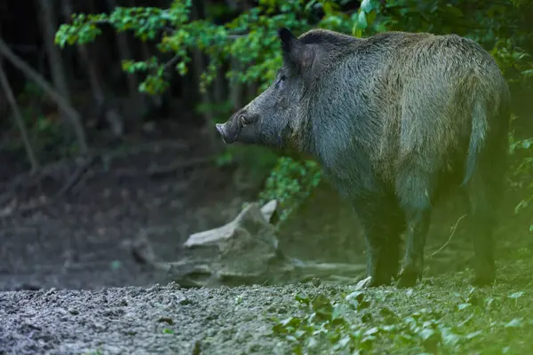 ドミナントボウイワイルド豚 フェラルブタ 森の餌にタグ付き ストック画像