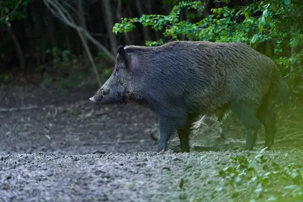 ドミナントボウイワイルド豚 フェラルブタ 森の餌にタグ付き ロイヤリティフリーのストック画像