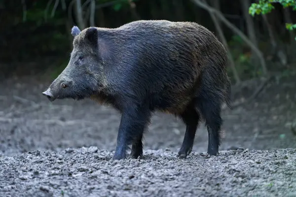 Dominant Boar Wild Hog Feral Pig Tusks Forest Feeding Fotografia De Stock