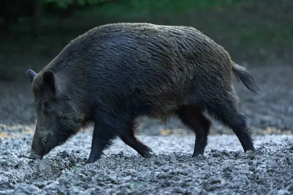 Dominant Boar Wild Hog Feral Pig Tusks Forest Feeding ロイヤリティフリーのストック写真