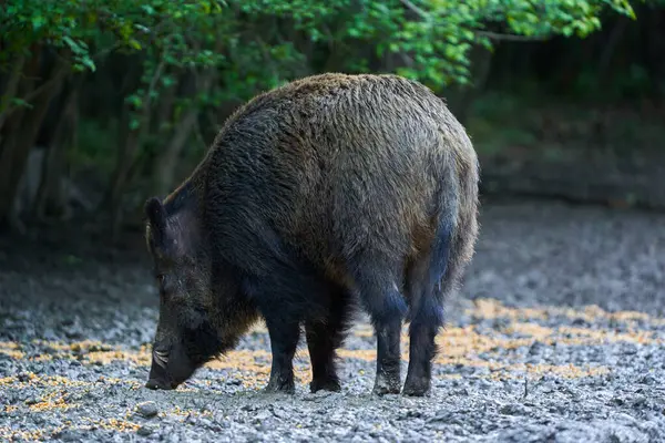 ドミナントボウイワイルド豚 フェラルブタ 森の餌にタグ付き ストック写真
