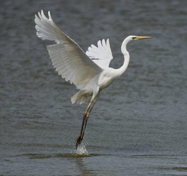 Büyük bir balıkçıl, Ardea alba, görkemli hareketlerle uçuyor.
