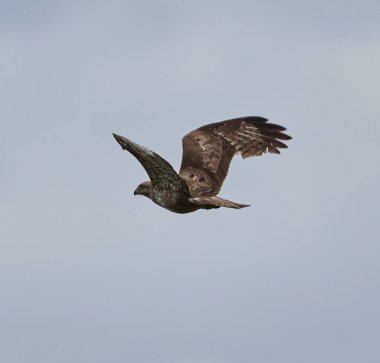 Gökyüzüne karşı uçan büyük bir akbaba, Buteo buteo.