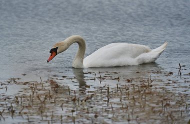 Yazın sakin bir gölde yüzen büyük kuğu. 
