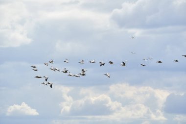 Büyük bir pelikan sürüsü mavi gökyüzüne karşı uçuyor.