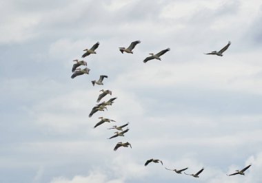 Büyük bir pelikan sürüsü mavi gökyüzüne karşı uçuyor.