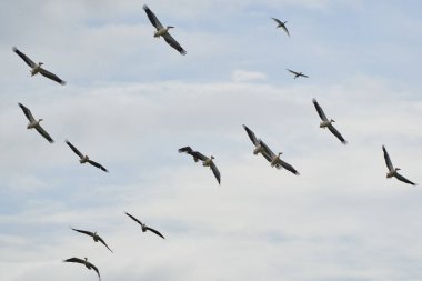 Büyük bir pelikan sürüsü mavi gökyüzüne karşı uçuyor.