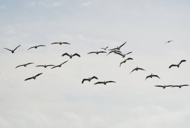 Büyük bir pelikan sürüsü mavi gökyüzüne karşı uçuyor.