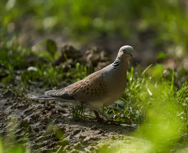 European Turtle Dove Ground Forest Foto Stock Royalty Free