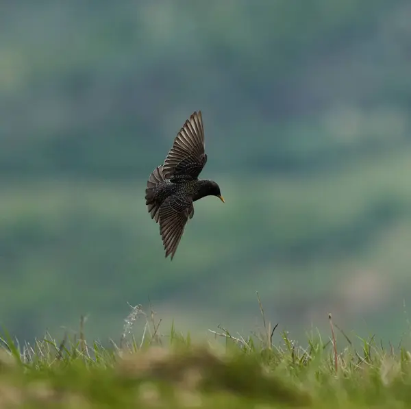 Starling Flight Stop Motion Shot Grass Foto Stock Royalty Free