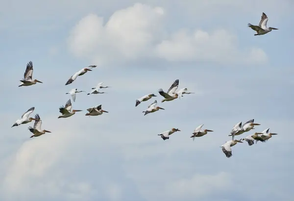 Stor Flock Pelikaner Flykt Mot Blå Himmel Med Fluffiga Moln Stockfoto