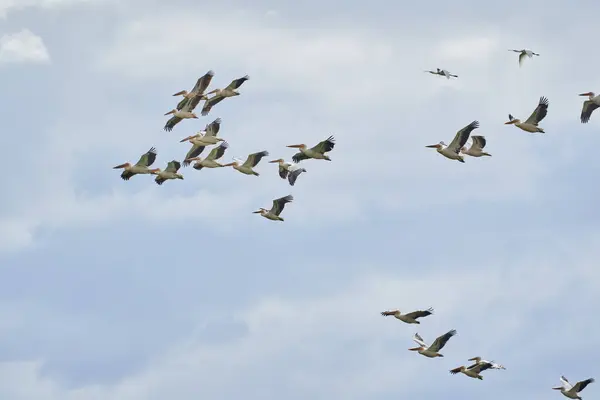 Stor Flock Pelikaner Flykt Mot Blå Himmel Med Fluffiga Moln Stockbild