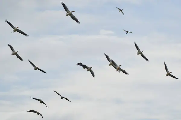 Stor Flock Pelikaner Flykt Mot Blå Himmel Med Fluffiga Moln Royaltyfria Stockbilder