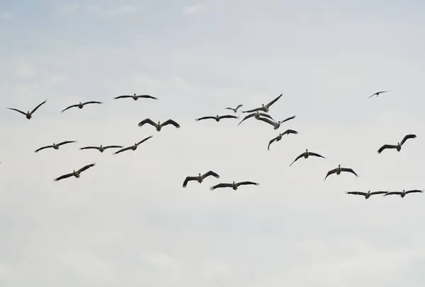 Stor Flock Pelikaner Flykt Mot Blå Himmel Med Fluffiga Moln Stockbild