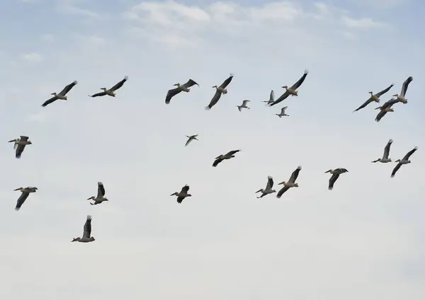 Large Flock Pelicans Flight Blue Sky Fluffy Clouds Fotografia Stock