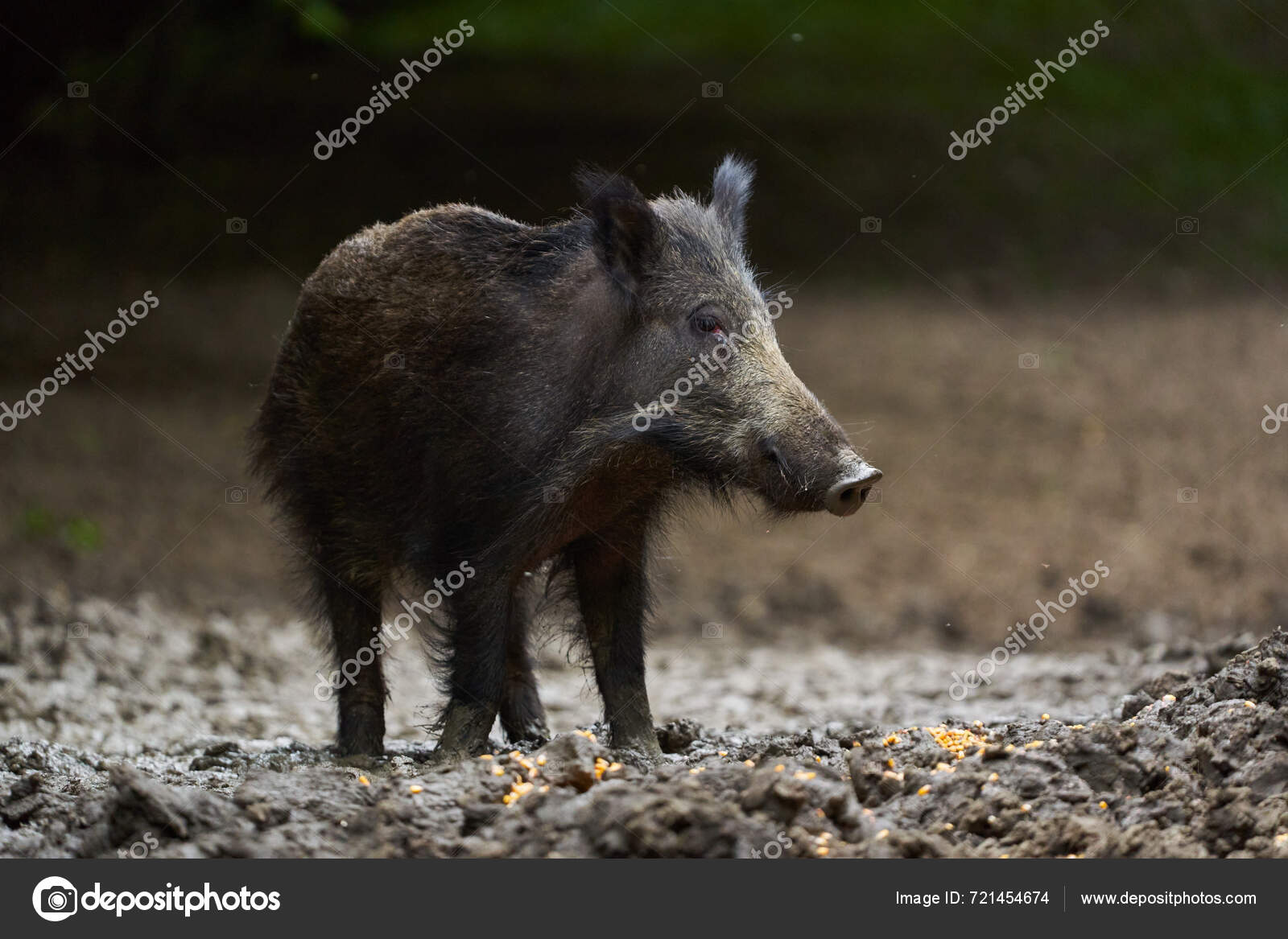 Feral Pig Portrait Forest While Foraging Rooting Food — Stock Photo ...