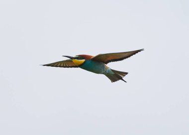 Arı yiyen kuş, merops apiaster, donuk gökyüzünde süzülüyor