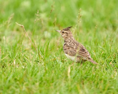 Tarlakuşu, Galerida kristali, çimlerin üzerinde duruyor.