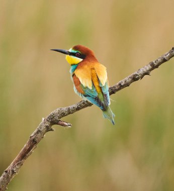 Arı yiyen kuş, Merops apiaster, yazın başında bir ağacın dalına tünemişti.