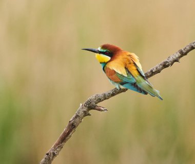 Arı yiyen kuş, Merops apiaster, yazın başında bir ağacın dalına tünemişti.