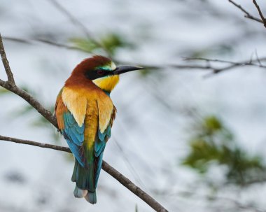 Arı yiyen kuş, Merops apiaster, yazın başında bir ağacın dalına tünemişti.
