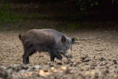 Genç erkek, vahşi domuz yiyecek arıyor ve arıyor.