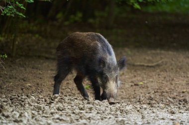 Yetişkin yaban domuzu ormanda yiyecek arayıp duruyor.