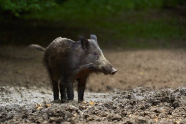 Gündüz vakti ormanda yiyecek arayan genç vahşi domuz. 