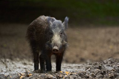 Genç vahşi domuz, vahşi domuz, ormanda yiyecek aramak ve kök salmak.